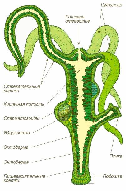 Кракен даркнет маркет ссылка сайт